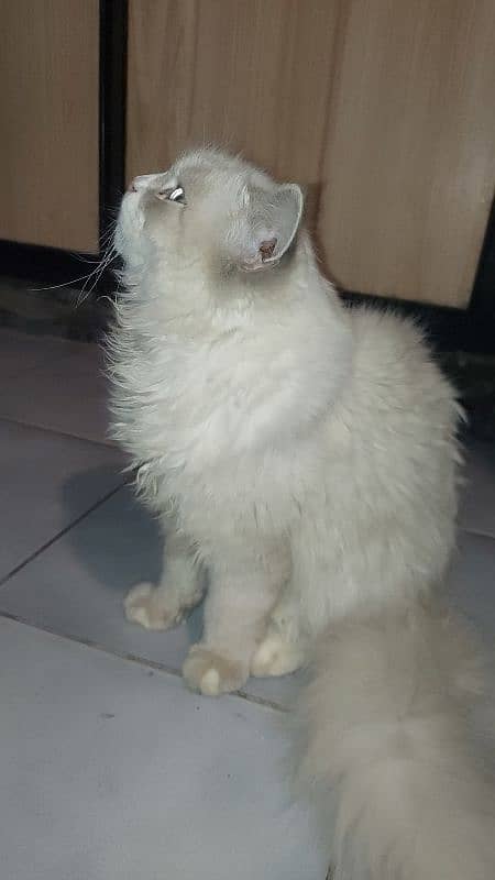 persian cat 0