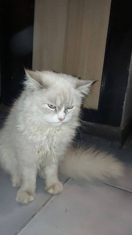 persian cat 2