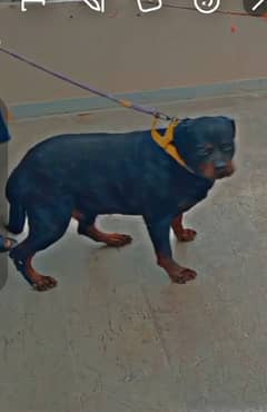 rottiwelier