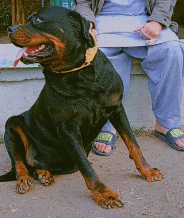 rottiwelier dog(wasker) American breed 1