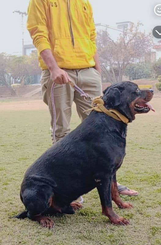 rottiwelier dog(wasker) American breed 2