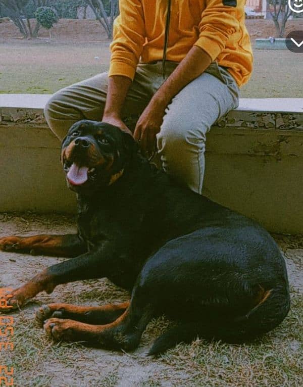 rottiwelier dog(wasker) American breed 5