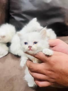 1 month baby kittens blue eyes