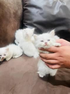 3 month baby kittens blue eyes