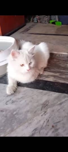 persian cat odd eyes male