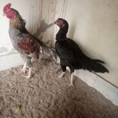 hen for sale urgent