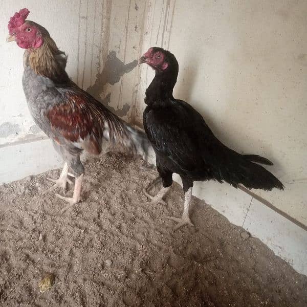 hen for sale urgent 0