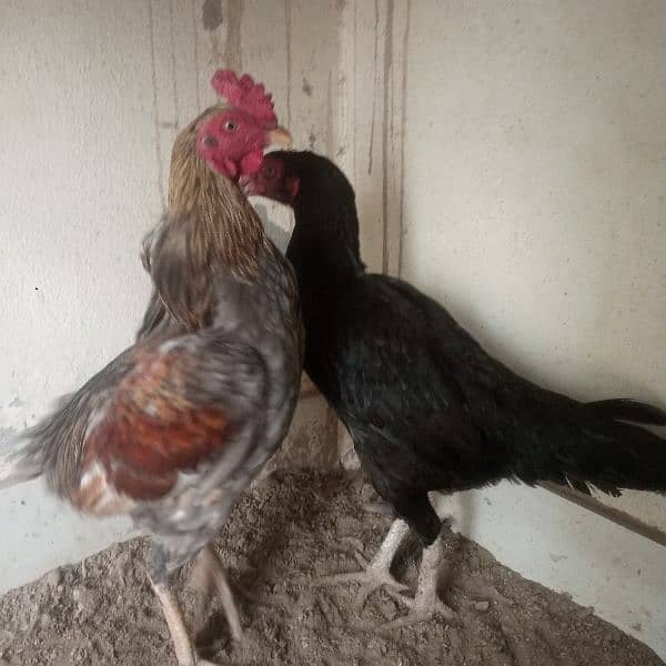 hen for sale urgent 1