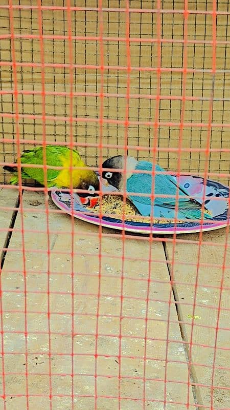 Black masked lovebird pair 0