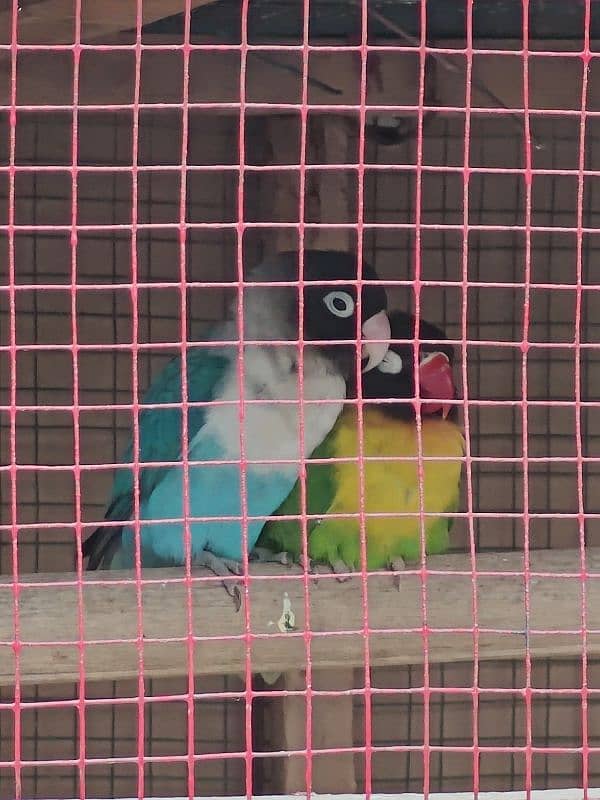 Black masked lovebird pair 1