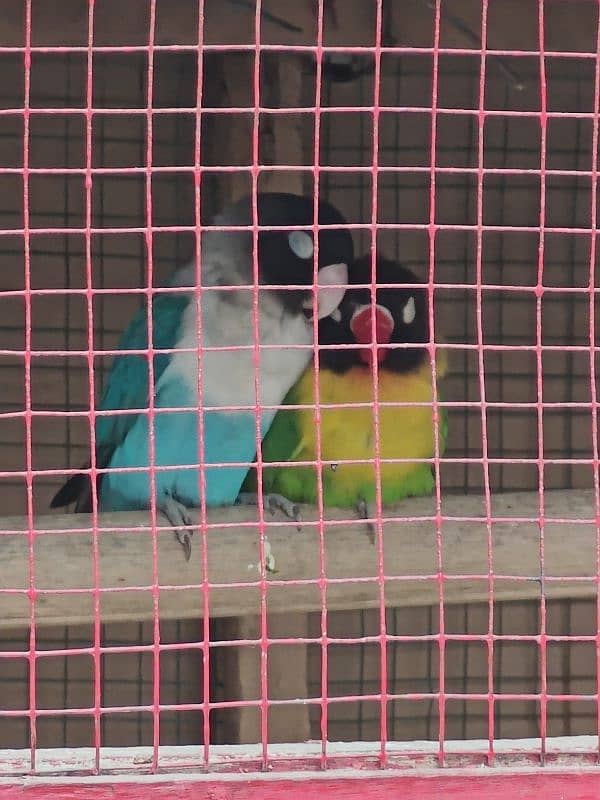 Black masked lovebird pair 2