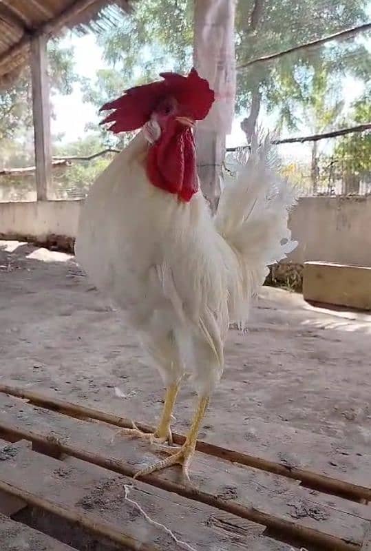 Rooster for sale 0