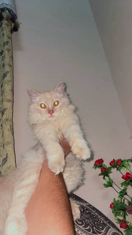 Persian cat for sale 0