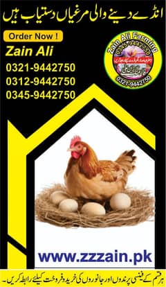 Golden Misri Egg Laying chicken available 03459442750 Zain Ali Farming