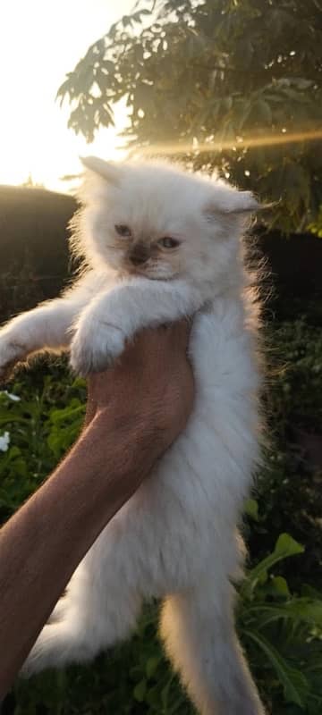 persian kittens 9