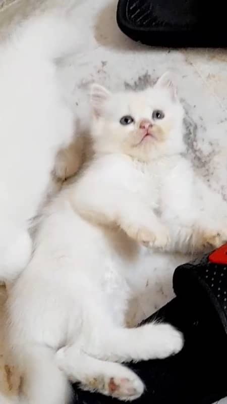 persian kittens 14