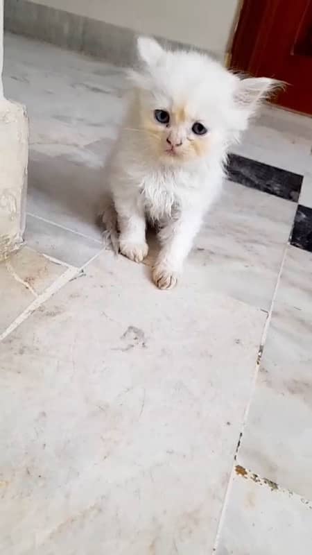 persian kittens 15