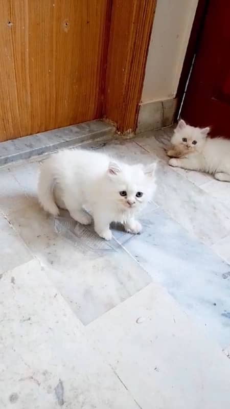 persian kittens 16