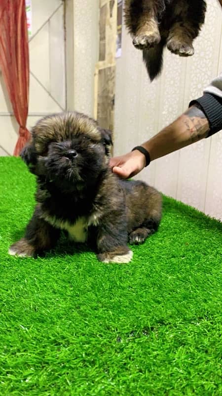 Shihtzu puppy 0