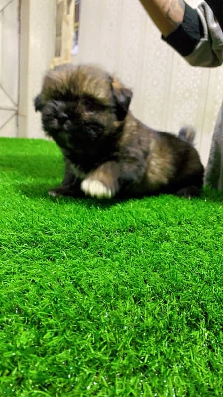 Shihtzu puppy 2