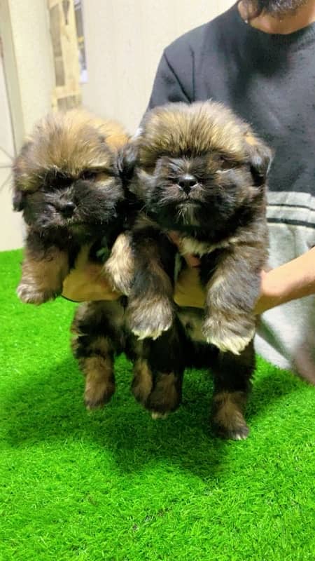 Shihtzu puppy 5