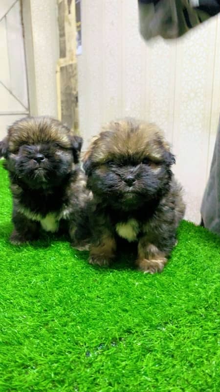 Shihtzu puppy 7