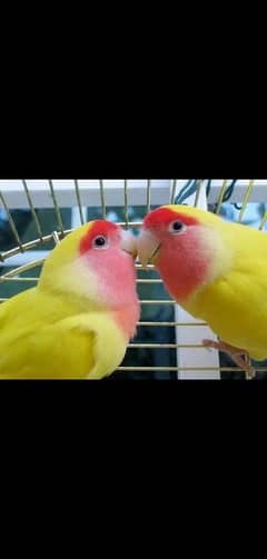 Latino Roseicollis - Lovebirds - Confirmed Breeder Pairs