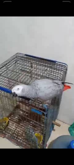 African Grey parrot