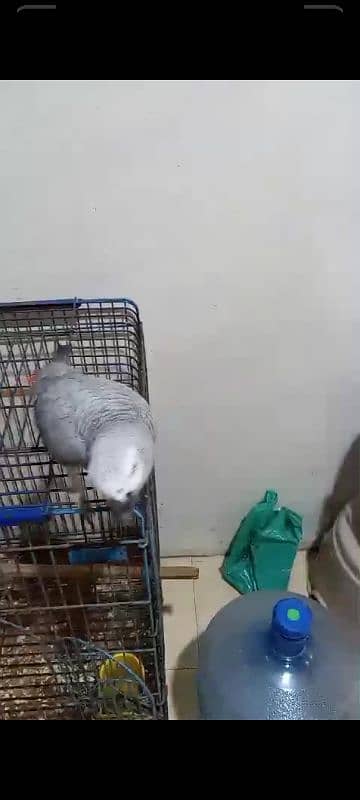 African Grey parrot 1