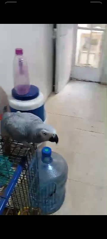 African Grey parrot 2