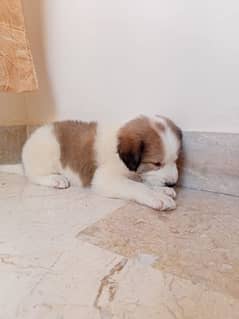 salam i m sell my simbha need money orginal saint bernard