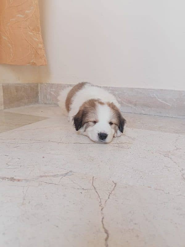 salam i m sell my simbha need money orginal saint bernard 1