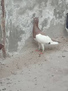 Israeli breader pegion