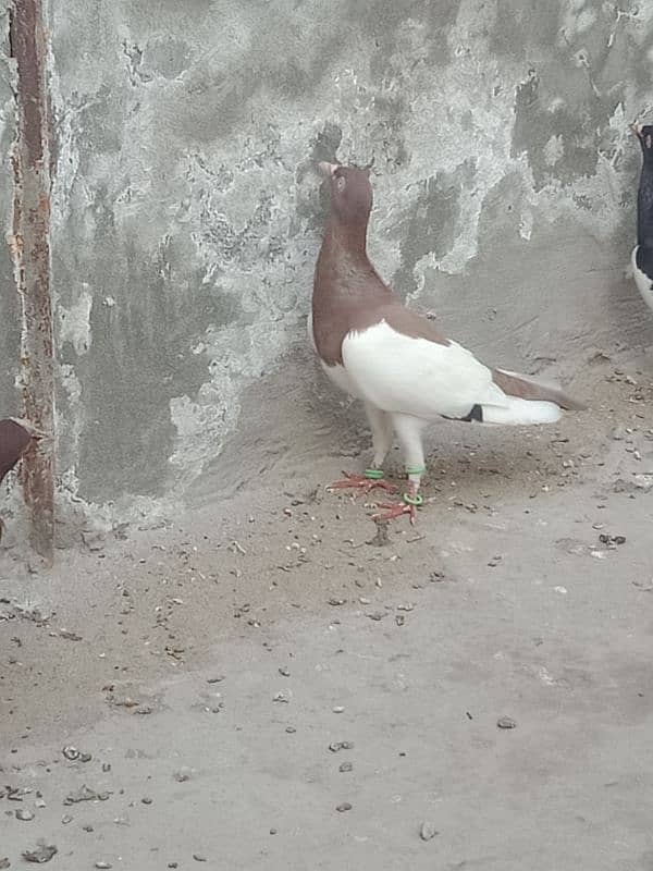 Israeli breader pegion 0