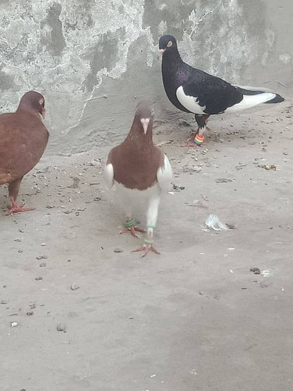 Israeli breader pegion 4