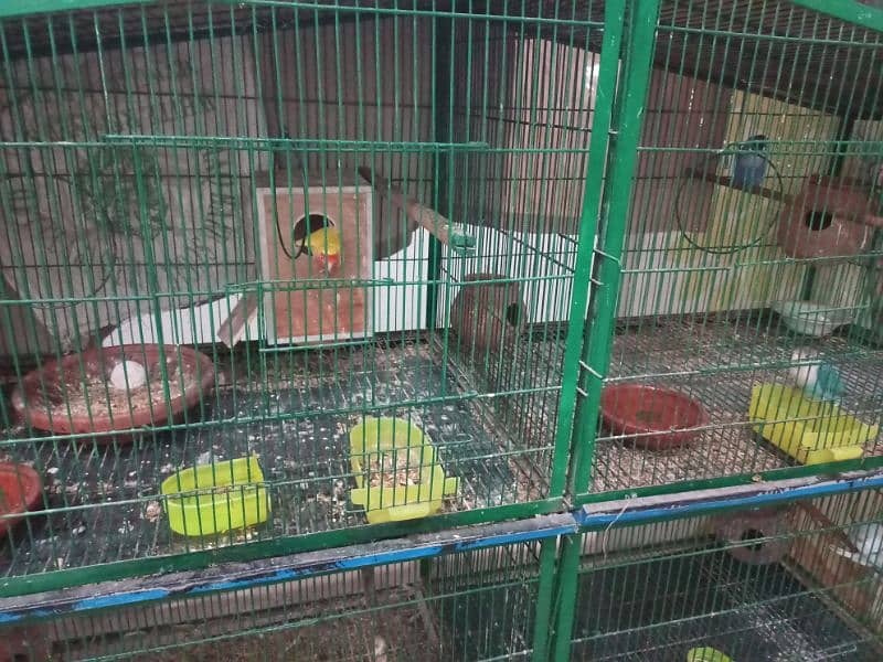 Large parrots cage for sale 4 big portions 3