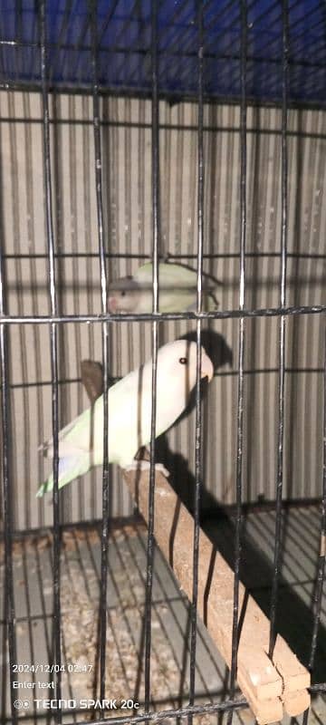 Lovebirds 4 peace for sale 3500 breeding time 2+2 1