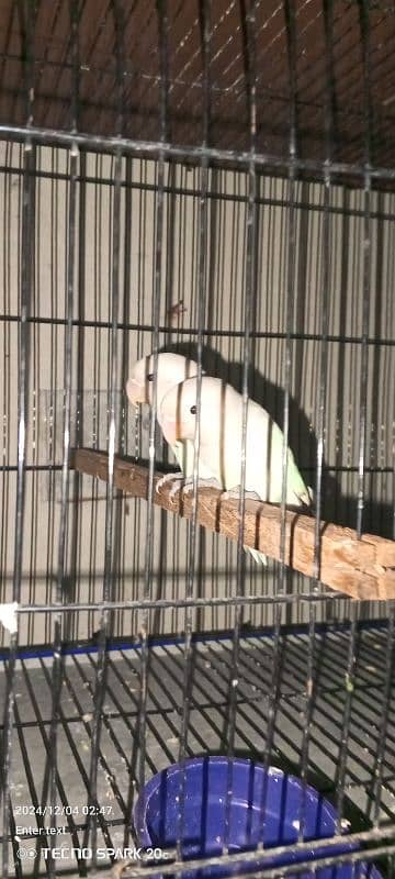 Lovebirds 4 peace for sale 3500 breeding time 2+2 2