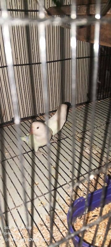 Lovebirds 4 peace for sale 3500 breeding time 2+2 3