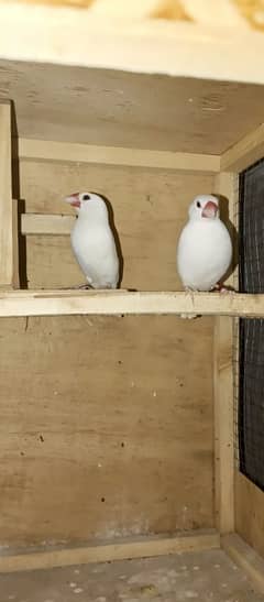 white java finch pair