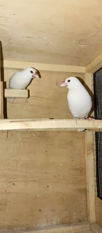 white java finch pair 1