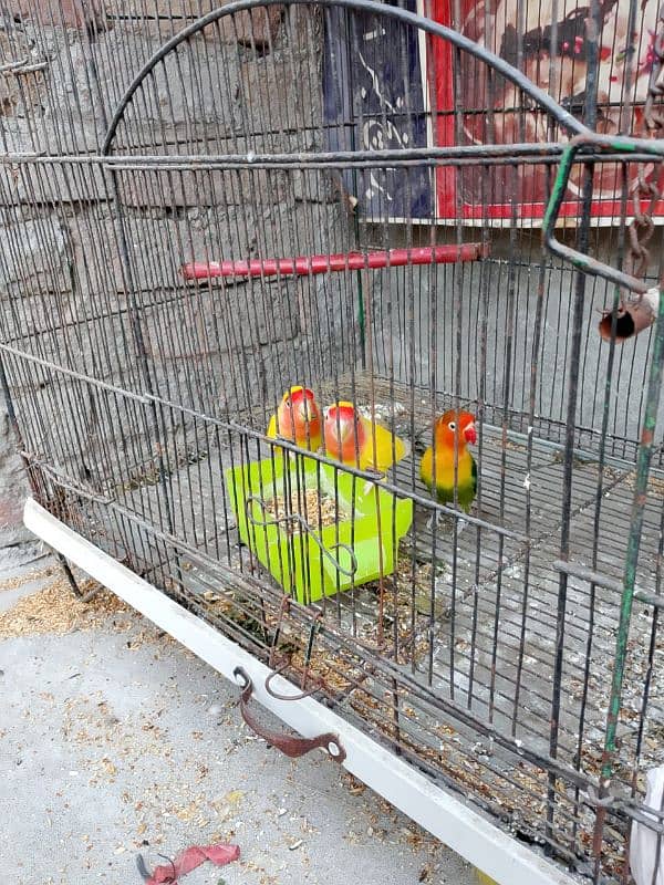 cockatiel piar yellow piar or 1 pis green  ka 0