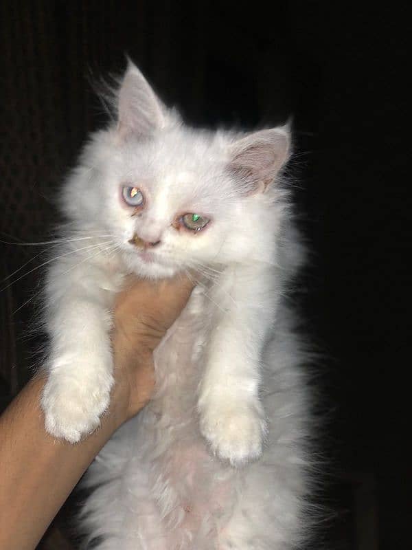 Persian cat ( different eye color ) 2