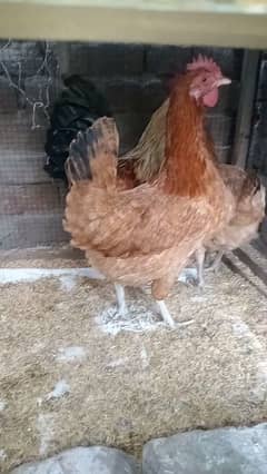 Dasi eggs lying female for sale          03047797044