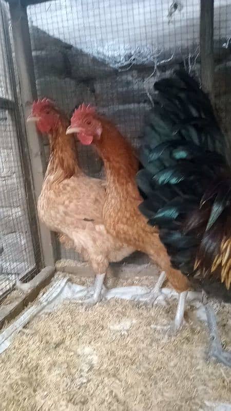 Dasi eggs lying female for sale          03047797044 1