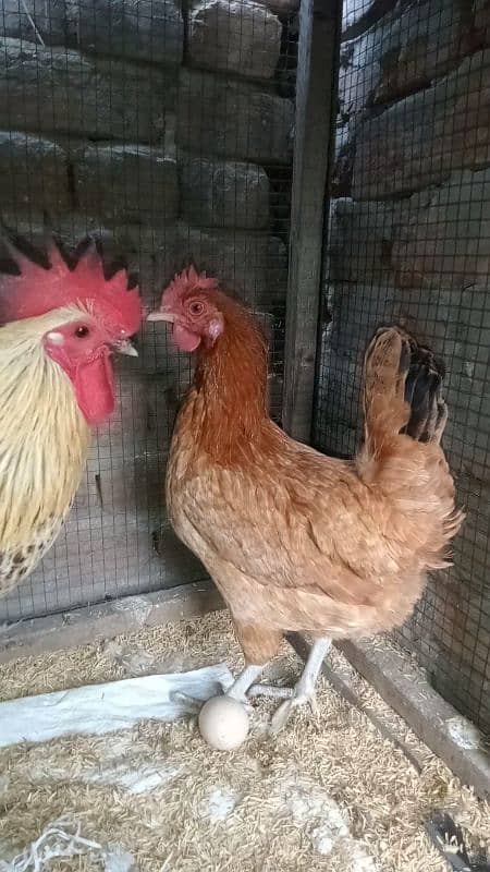 Dasi eggs lying female for sale          03047797044 2