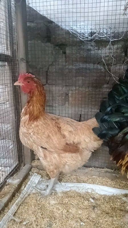 Dasi eggs lying female for sale          03047797044 3