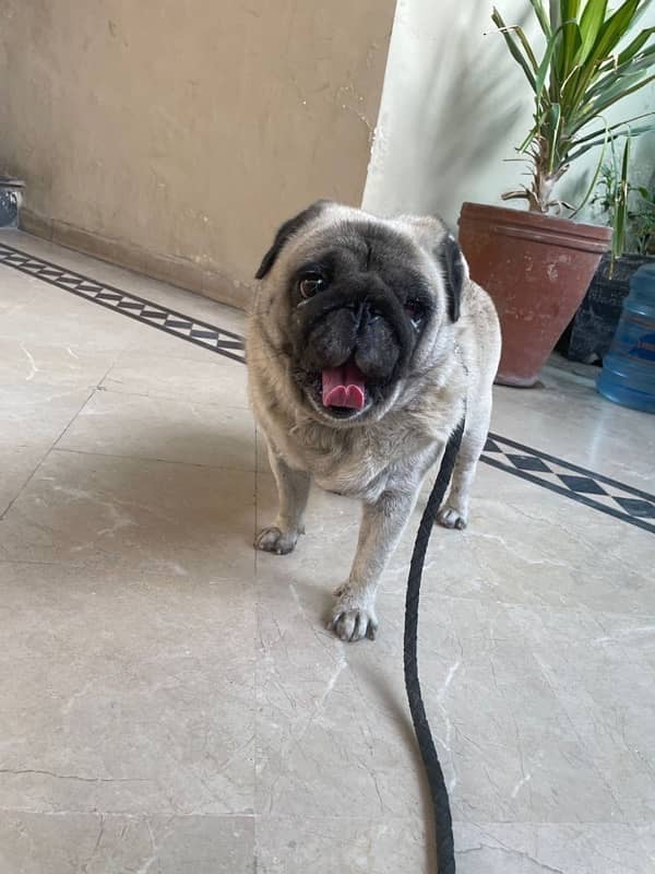 pug dog male 1