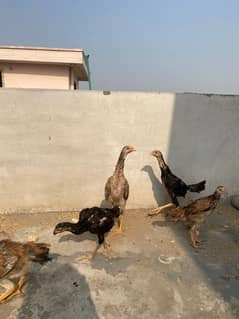 King Shamo chicks available for sale Urgent