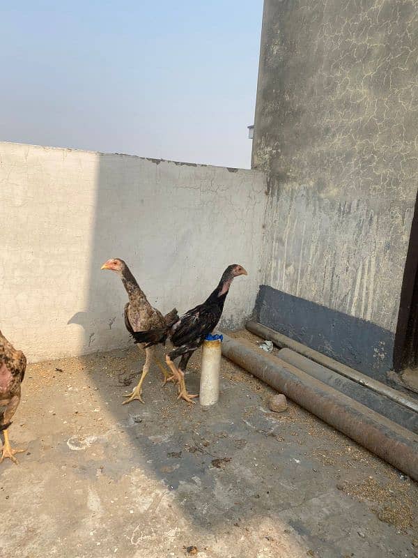 King Shamo chicks available for sale Urgent 1